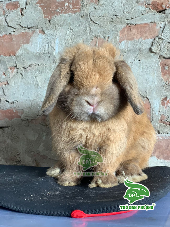 tho canh holland lop